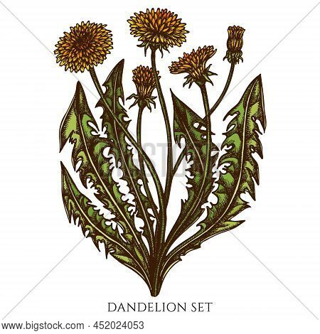 Tea Herbs Hand Drawn Vector Illustrations Collection. Colored Dandelion. High Detailed Image.