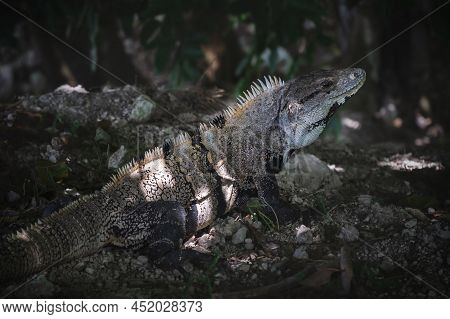 Close Up Of A Posing Black Spiny-tailed Iguana, Black Iguana, Latin Name 'ctenosaura Similis', On St