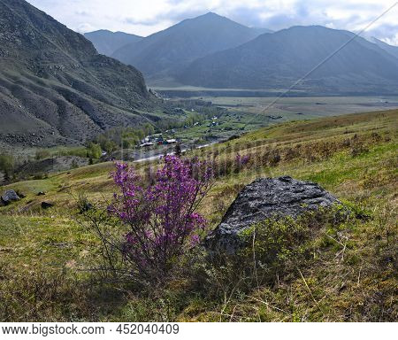 Russia. South Of Western Siberia. Mountain Altai. Chuysky Tract During The Flowering Of The Maralnik