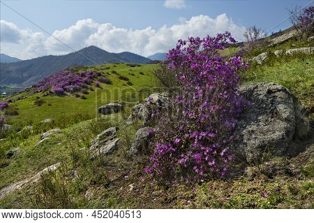 Russia. South Of Western Siberia. Mountain Altai. Chuysky Tract During The Flowering Of The Maralnik