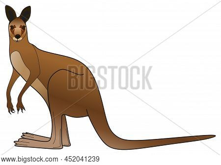 Kangaroo Standing Looking Vector Illustration On Isolated White Background Australian Mammal Animal 