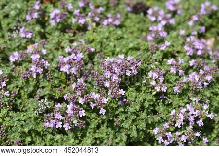 Wild Thyme Pink Flowers In The Garden
