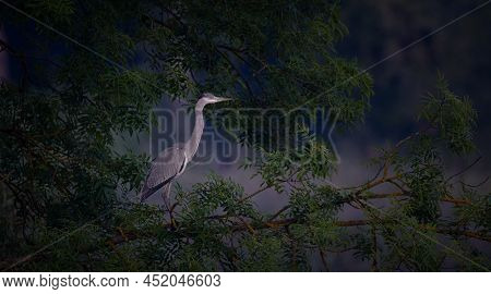The Gray Heron Stands On A Mysterious Tree And Watches For Prey