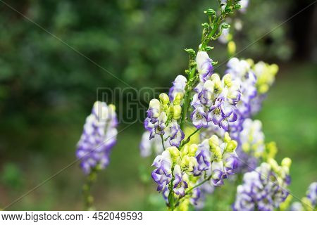 Aconitum Also Known As Aconite, Monkshood, Wolf's-bane, Leopard's Bane, Mousebane, Women's Bane, Dev