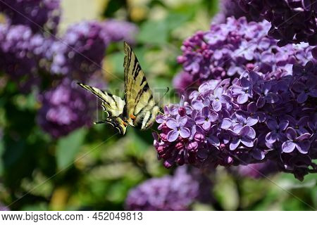 Butterfly On A Pink Lilac Branch. Blooming Flowers In The Garden In Spring. Insects In The Wild