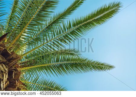 Green Palm Tree On Blue Sky Background. Horizontal Photo. Summer Background, Vacaton Concept