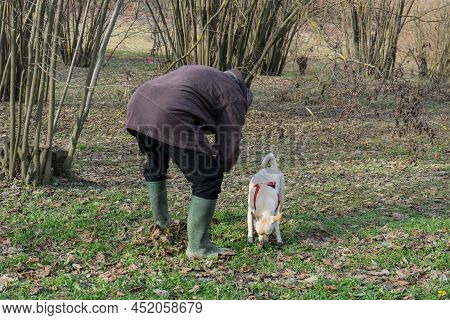 A Young Truffles Dog Is Looking For Truffle In A Hazel Grove Of The Langhe, Piedmony - Italy