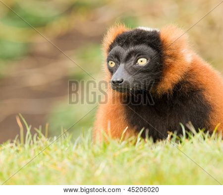 Lémur à ventre roux (eulemur Rubriventer)