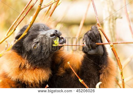 Lémur à ventre roux (eulemur Rubriventer)