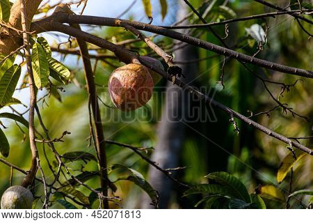 Custard Apple Or Ramphal (annona Reticulata) On A Tree Surrounded By Green Leaves