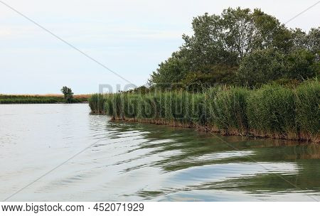 Reeds Nature In The Mouth Of The River Po Which Is The Longest Watercourse In Italy