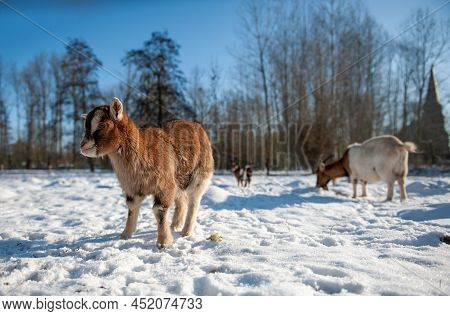 A Group Of Goats In A Now Covered Field In East Flanders, Belgium.
