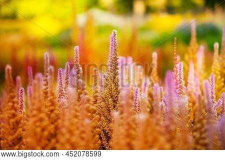 Veronicastrum Cupid Flower Plant Over Sunset Light