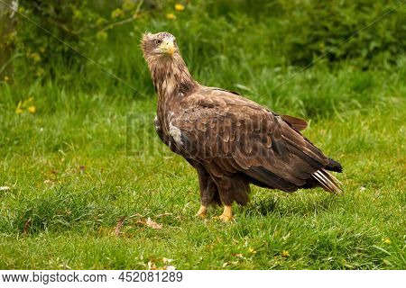 A Detailed Bald Eagle, Yellow Beak. The Bird Is In The Grass. Allert, Brown, Side View, Claws