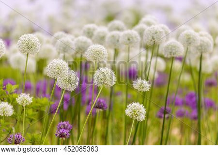 Blooming White And Violet Decorative Onion Plant In Garden. Flower Decorative Onion. White And Viole