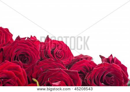 Belle rose rosse