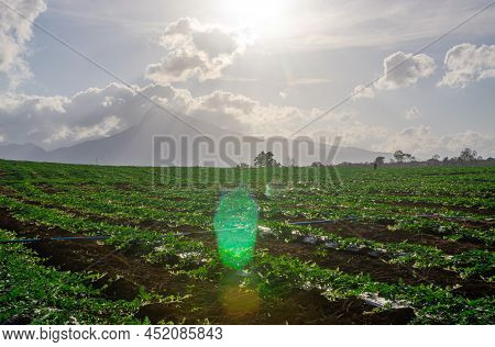 Watermelon Farming Area In The South Of Thailand, Watermelon Farm, Watermelon Field In Sunray, Sun B