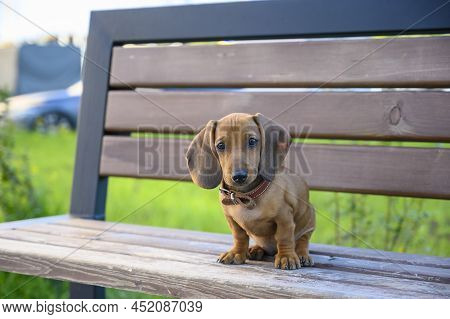 A Dachshund Puppy Sits On A Bench On A Summer Evening In The Park And Looks Straight