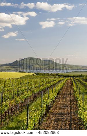 Spring vineyards under Palava near Sonberk, South Moravia, Czech Republic