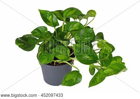 Two Colored Tropical Houseplant With Botanic Name 'epipremnum Global Green'  In Flower Pot On White 