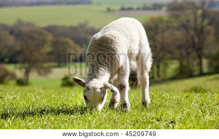 Agnello singolo mangiare erba