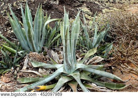 Plants Of The Canary Islands Abundant Aloe Vera.