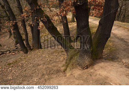 Dry Slopes Are Inhabited By Oak Forest Communities. Mining Took Place So That The Stumps Overgrown W