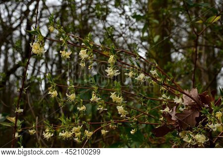 Czech Honeysuckle Is A Deciduous, Spreading Shrub That Grows To A Height Of 2-3 M. The Ovate Leaves 