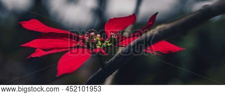 Banner Sunset Dark Evening Real Nature Life Beauty Photo Background. Macro Close Up Tree Branch With