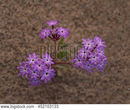 Pink Sand Verbena (abronia Umbellata) In The Southern Desert Of California, Viewed From Above