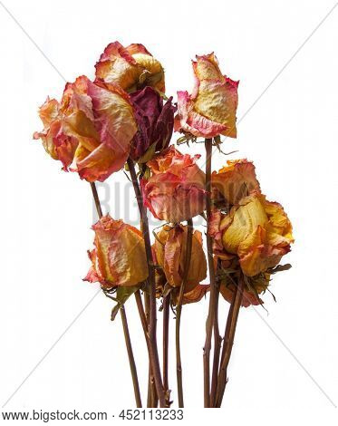 Dried Rose Flowers Image & Photo (Free Trial) | Bigstock