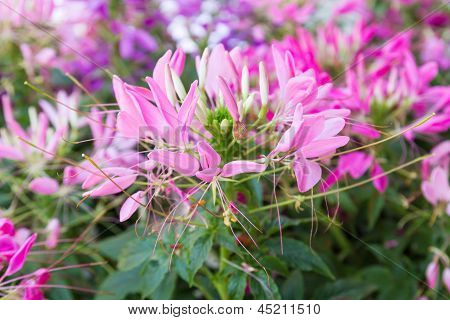 Cleome Spinosa fiore