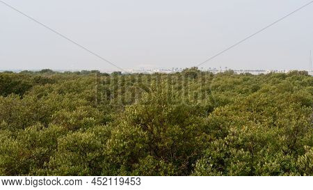 Bird View Of Magroves Plant In The Al Khor Thakira Mangrove Jungle.