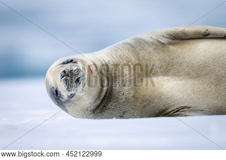 Close-up Of Crabeater Seal Sleeping On Snow