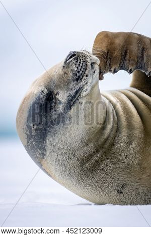 Close-up Of Crabeater Seal Stroking Its Mouth