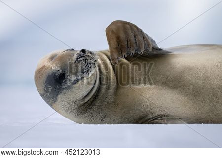 Close-up Of Crabeater Seal Waving Its Flipper