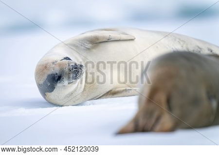 Close-up Of Crabeater Seals Lying On Iceberg