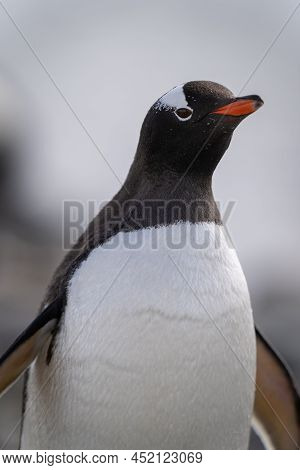Close-up Of Gentoo Penguin Head And Chest