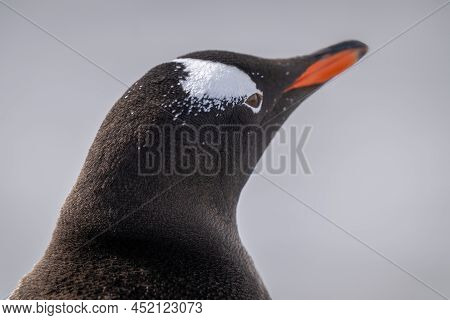 Close-up Of Gentoo Penguin Head From Behind