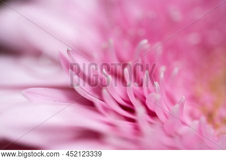 A Very Dreamy Shallow Depth Of Field Macro Photography Photograph Of A Hibiscus Flower With Very Sof