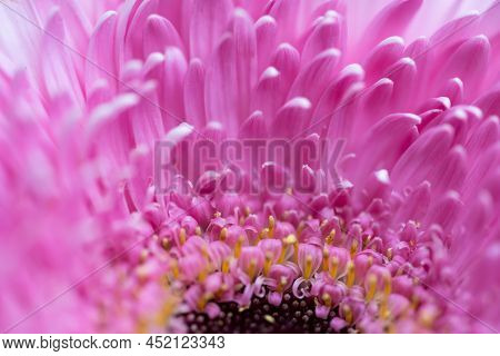 A Very Dreamy Shallow Depth Of Field Macro Photography Photograph Of A Hibiscus Flower With Very Sof