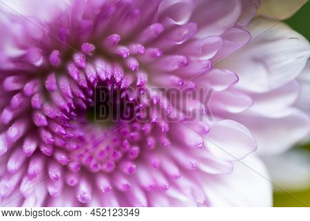 A Very Dreamy Shallow Depth Of Field Macro Photography Photograph Of A Hibiscus Flower With Very Sof