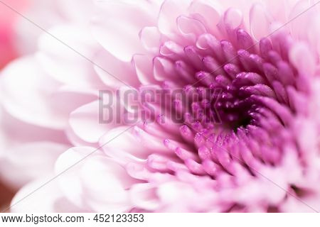A Very Dreamy Shallow Depth Of Field Macro Photography Photograph Of A Hibiscus Flower With Very Sof