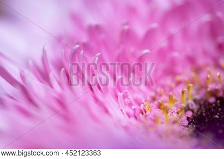 A Very Dreamy Shallow Depth Of Field Macro Photography Photograph Of A Hibiscus Flower With Very Sof