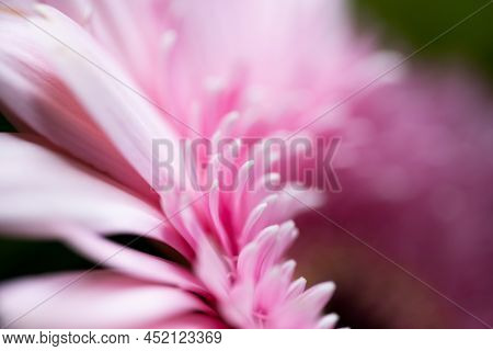 A Very Dreamy Shallow Depth Of Field Macro Photography Photograph Of A Hibiscus Flower With Very Sof