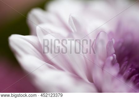 A Very Dreamy Shallow Depth Of Field Macro Photography Photograph Of A Hibiscus Flower With Very Sof