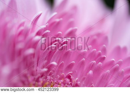 A Very Dreamy Shallow Depth Of Field Macro Photography Photograph Of A Hibiscus Flower With Very Sof