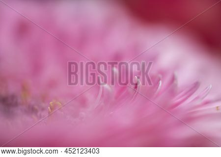 A Very Dreamy Shallow Depth Of Field Macro Photography Photograph Of A Hibiscus Flower With Very Sof