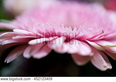 A Very Dreamy Shallow Depth Of Field Macro Photography Photograph Of A Hibiscus Flower With Very Sof