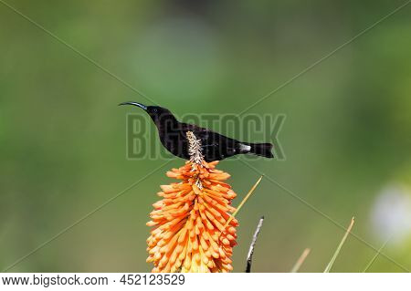 Black Sunbird Perched On A Flower To Suck Out Some Nectar For It To Eat And Enjoy.